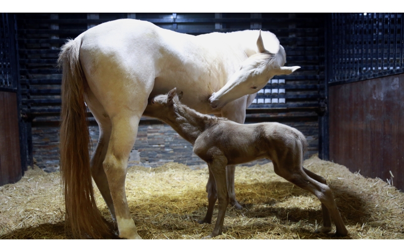 驚喜 | 首次冬天誕生小汗血馬駒！